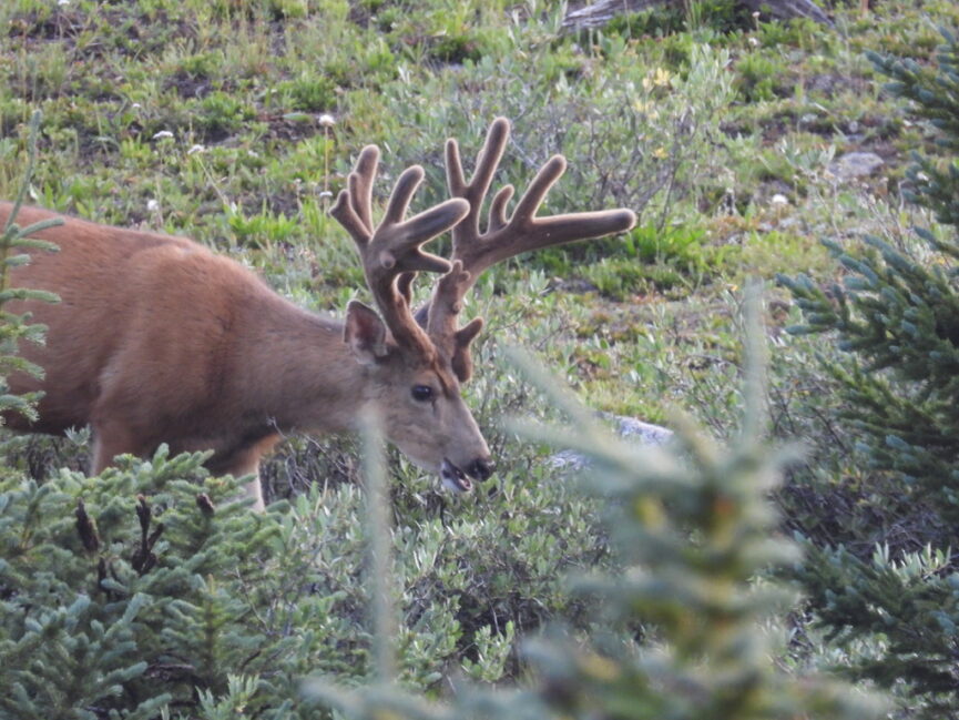 The buck of a lifetime