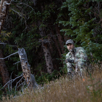 On the edge of the field at first light