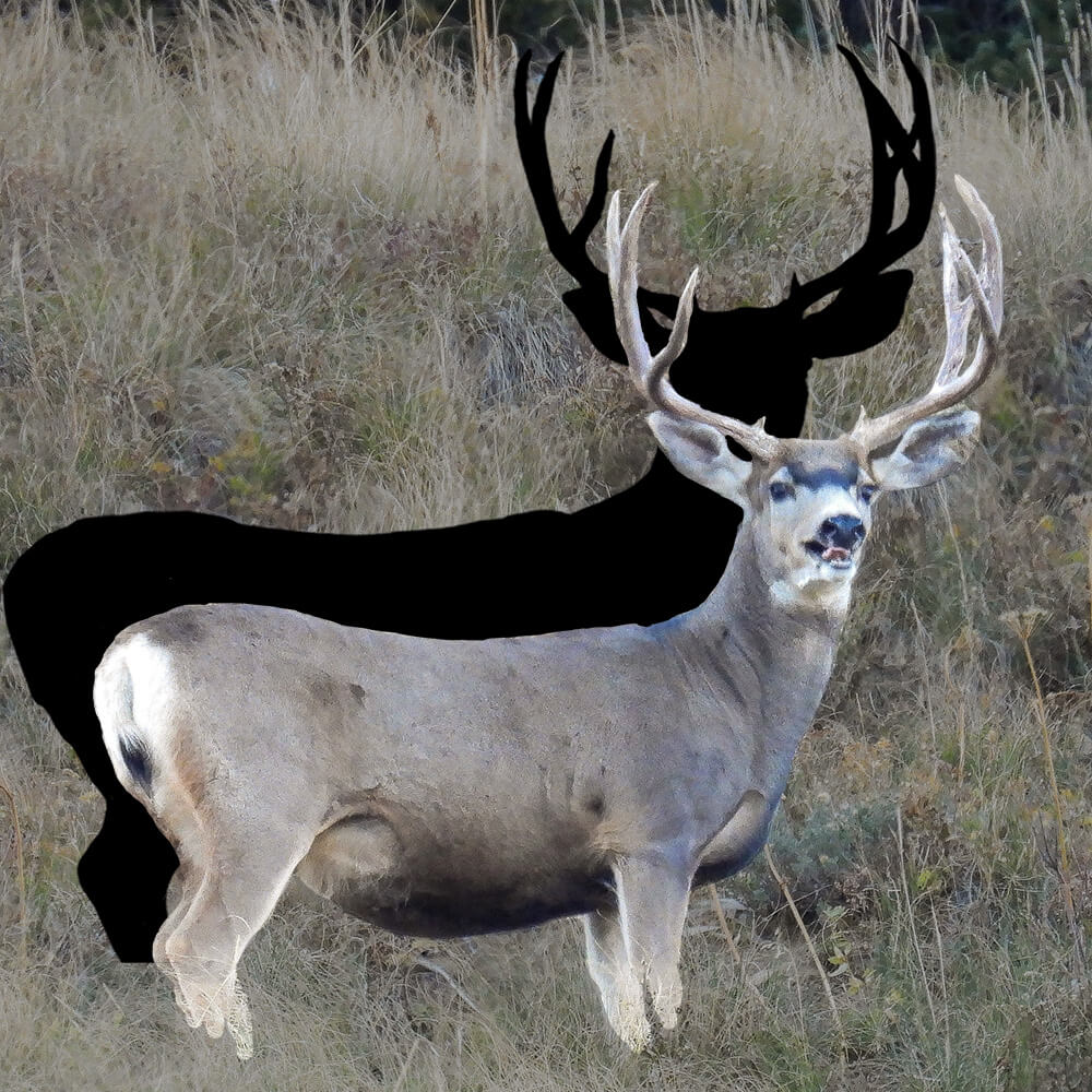 Mule Deer Buck
